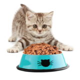 Stainless Steel Cat Bowl | Random Color